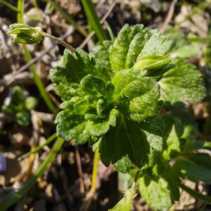 Véronique de perse - Sommitées