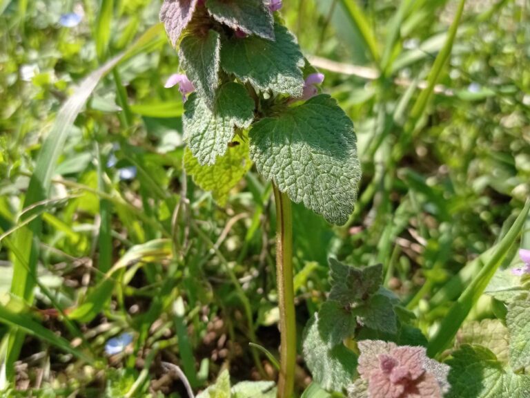 Lamier pourpre