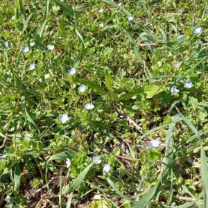 Véronique de perse - station