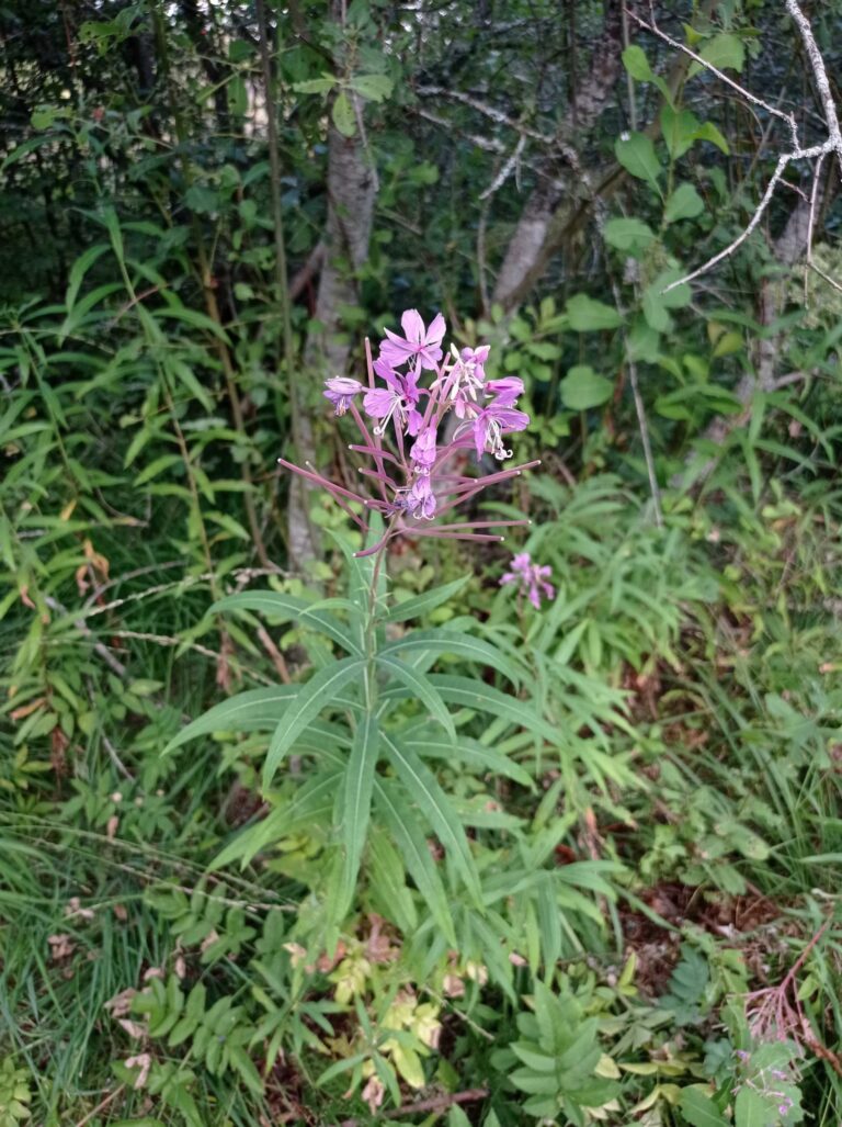 Epilobe-a-feuille-etroite-fleurs
