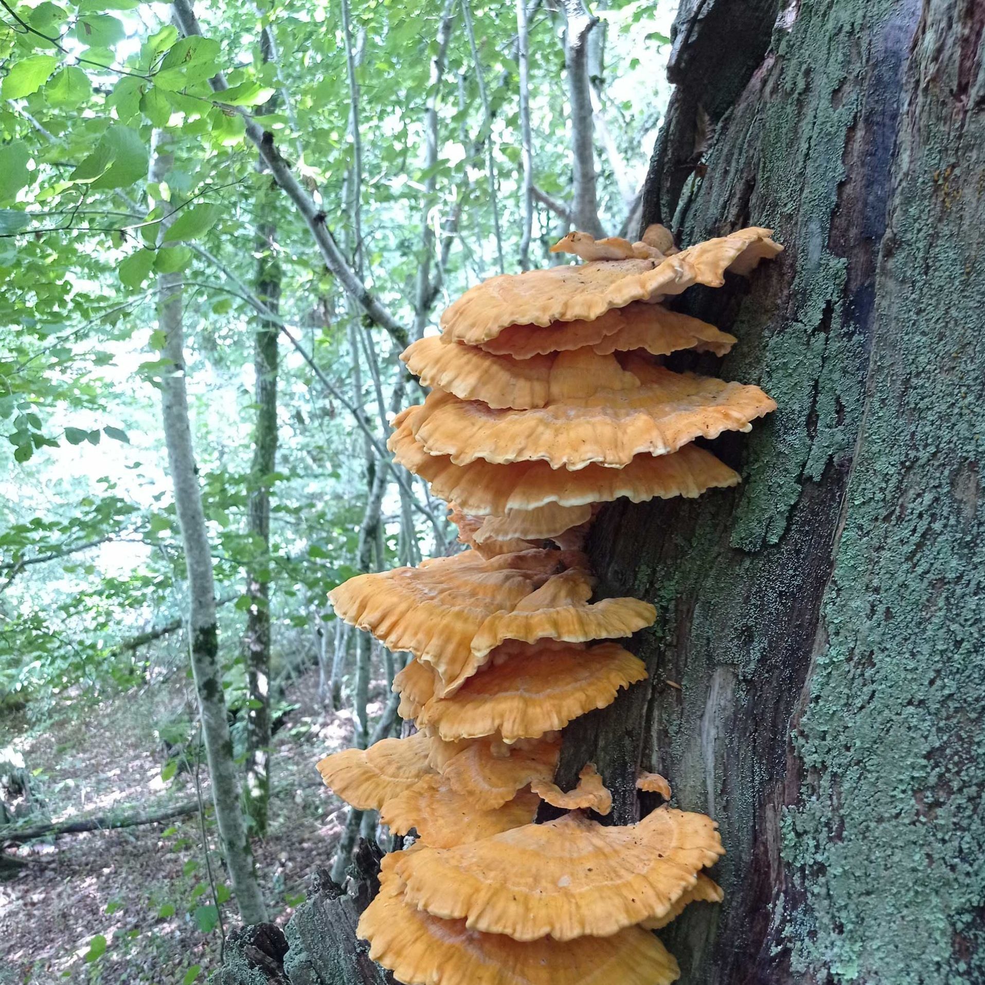 Polypore-soufre