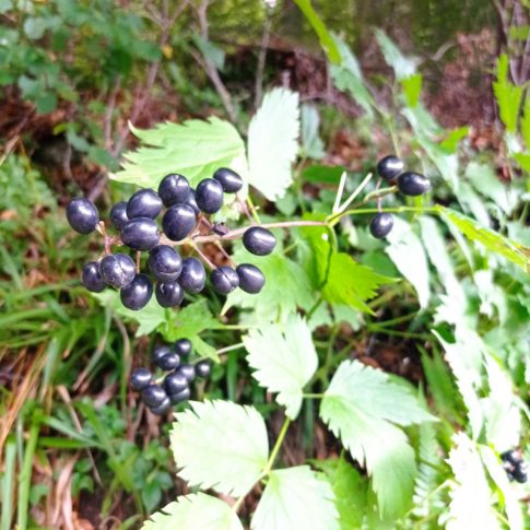 Feuilles de l'actée en epi