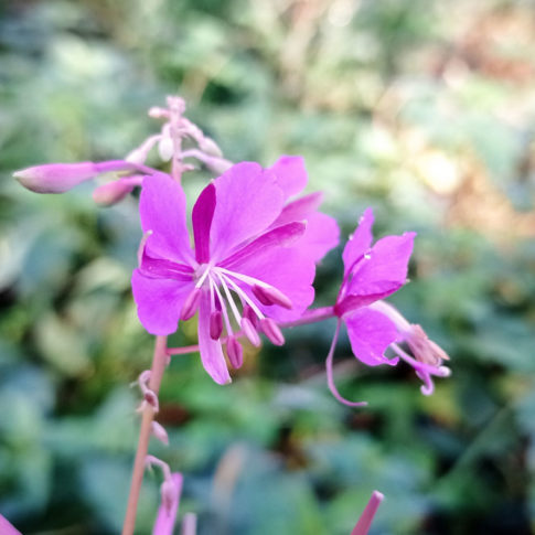 Fleurs de l'épilobe à feuille étroite.