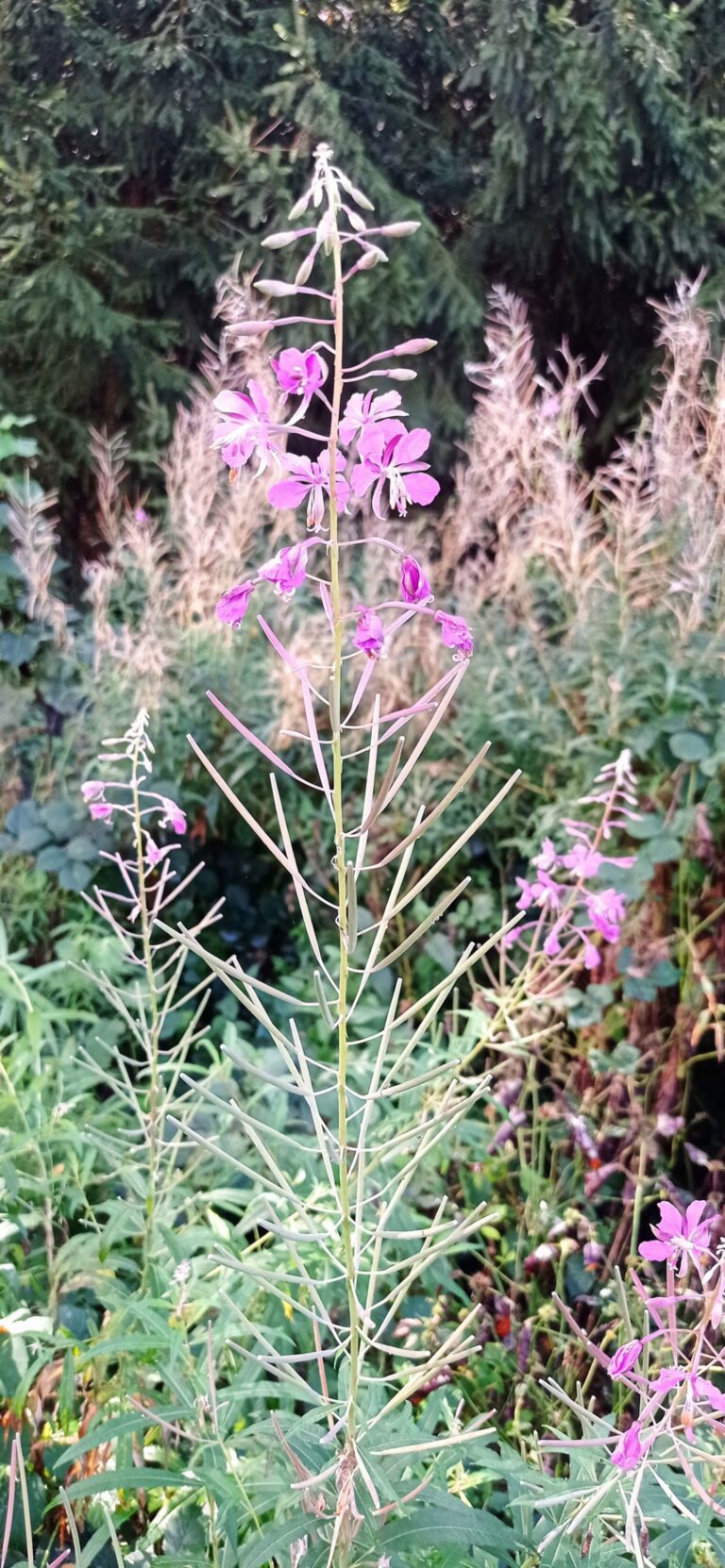 Épilobe à feuilles étroites