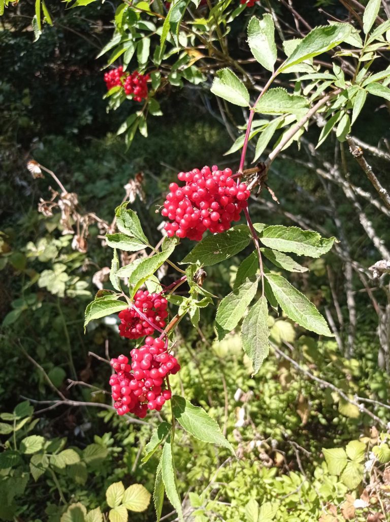 Sureau rouge