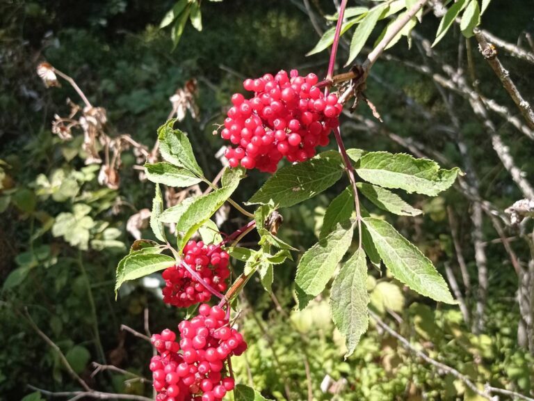 Sureau rouge