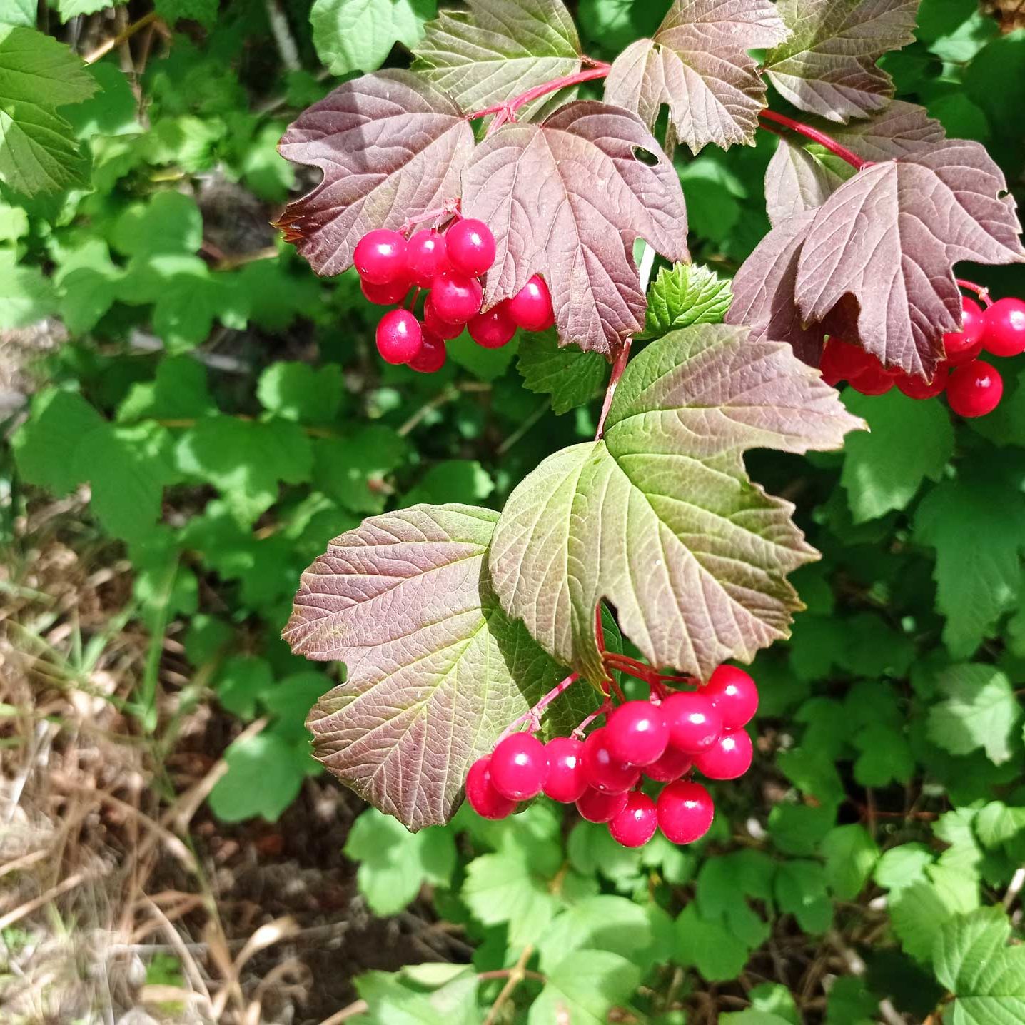 viorne-obier-fruits