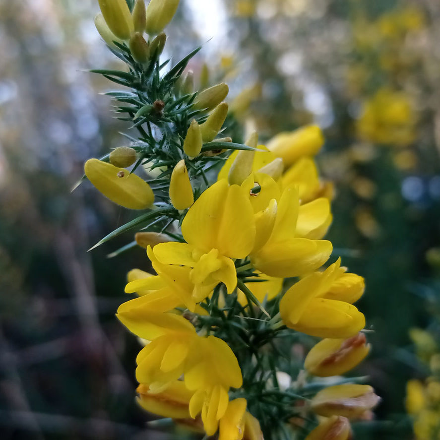 Fleurs de l'ajonc nain