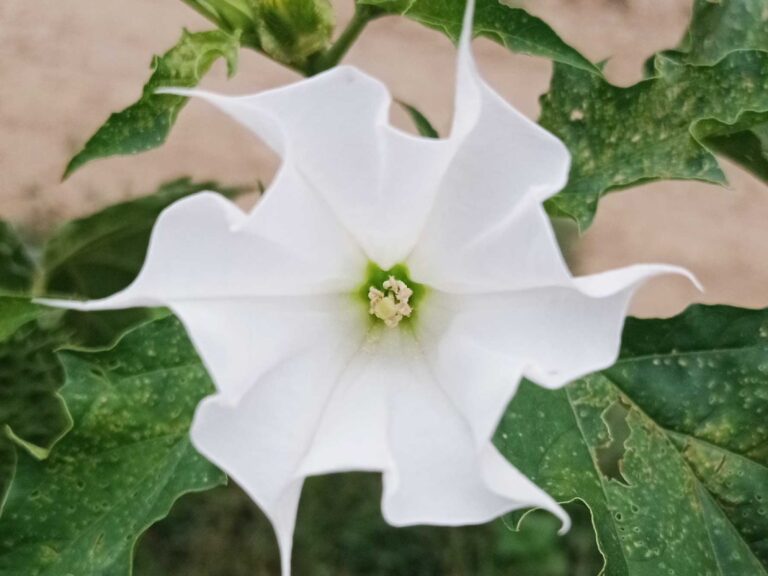 Datura officinal