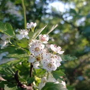 Fleurs de l'aubépine monogyne
