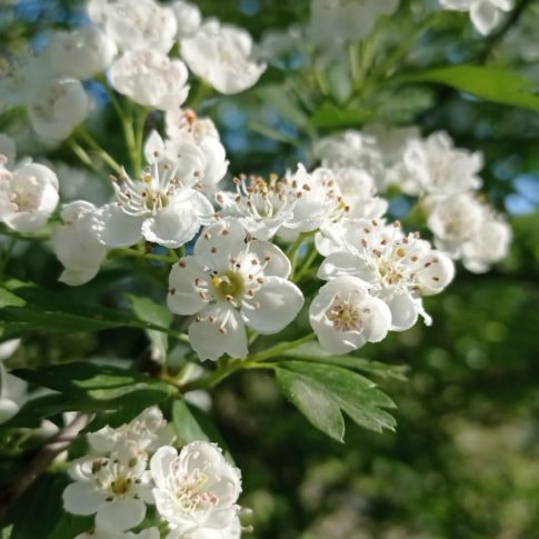 Aubépine monogyne 5