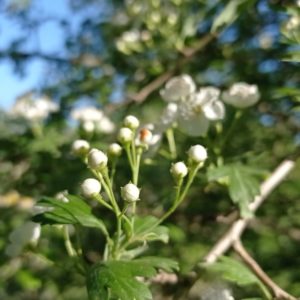 Bourgeons de l'aubépine monogyne