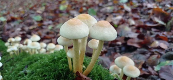 Hypholome en touffe