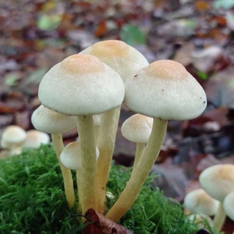 Hypholome en touffe
