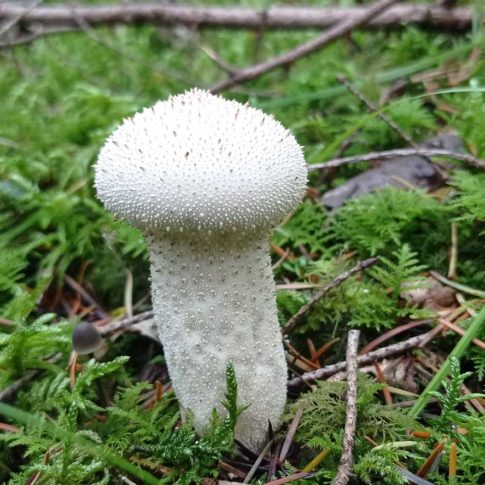 Vesse-de-loup perlée