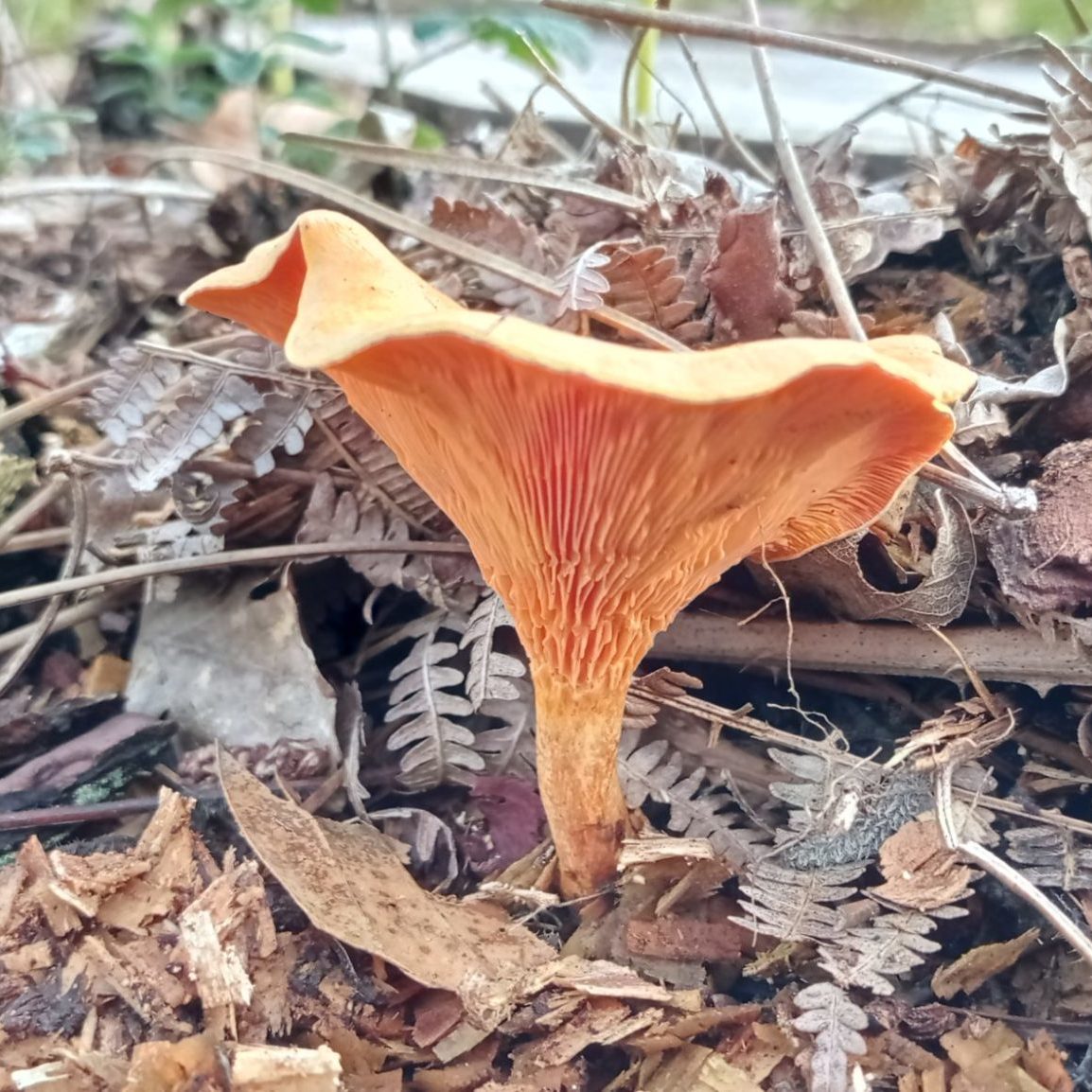 Fausse chanterelle