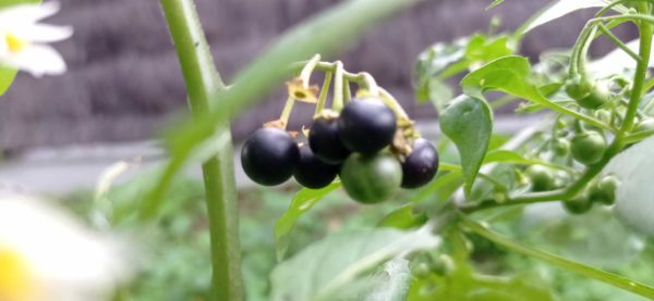 Morelle noire