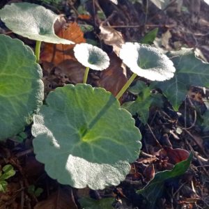 Feuilles ombiliquées du nombril de Vénus