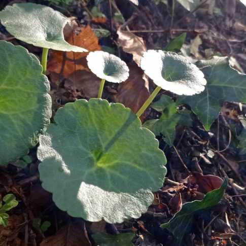 Feuilles ombiliquées du nombril de Vénus