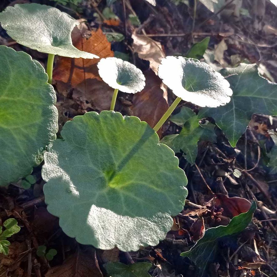 Feuilles ombiliquées du nombril de Vénus
