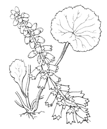 Illustration de Umbilicus rupestris - flore de Coste Illustration de Umbilicus rupestris - flore de Coste