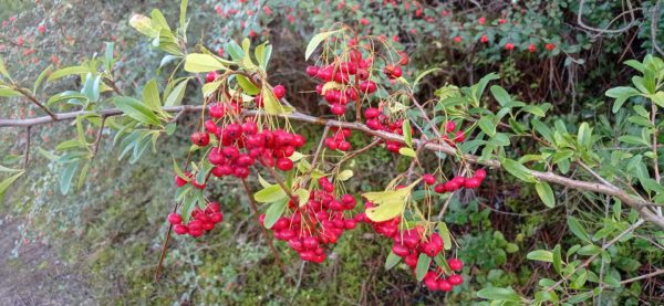 Buisson ardent