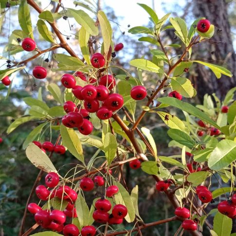 Baie du buisson ardent