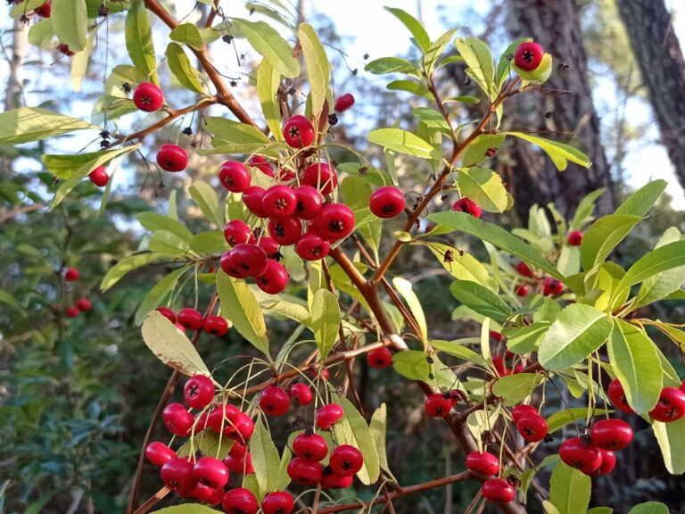 Buisson ardent