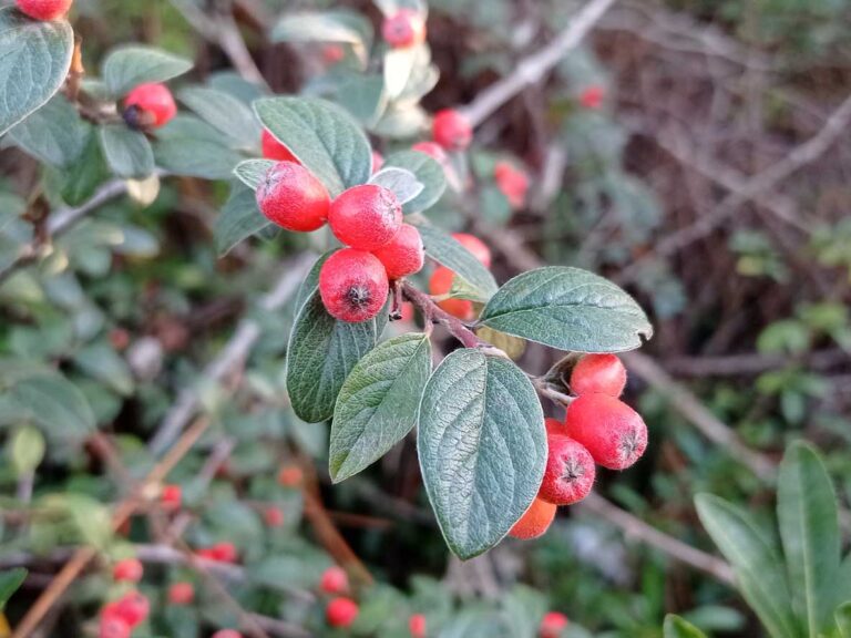 Cotonéastre de Franchet