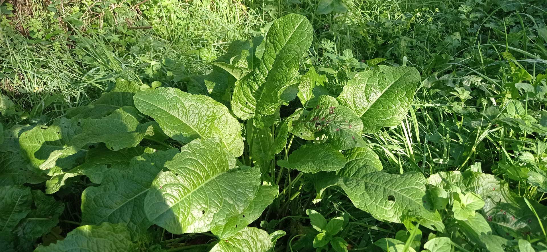 Patience à feuilles obtuses