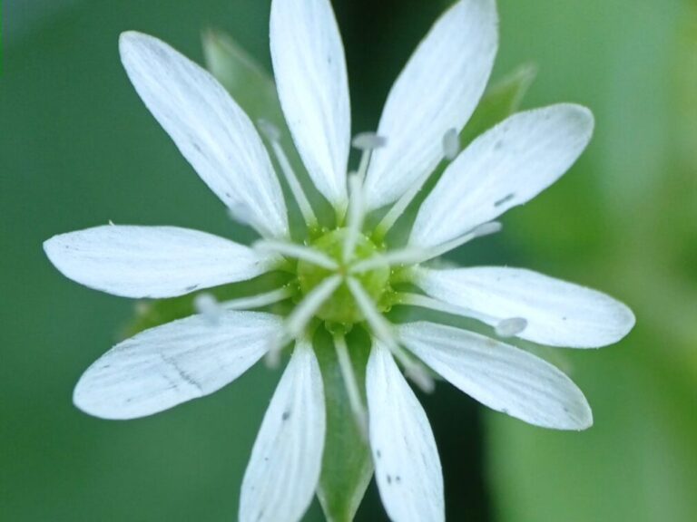Stellaire aquatique