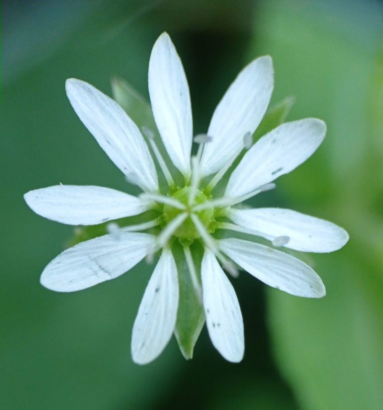 Stellaire aquatique