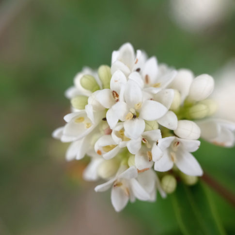 Fleurs odorantes du Troène commun