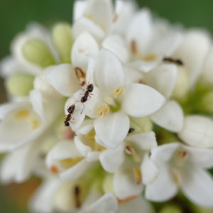 Fleurs odorantes du Troène commun
