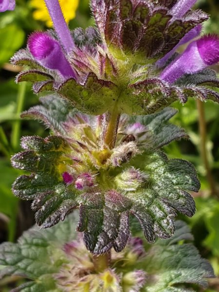 Lamier amplexicaule