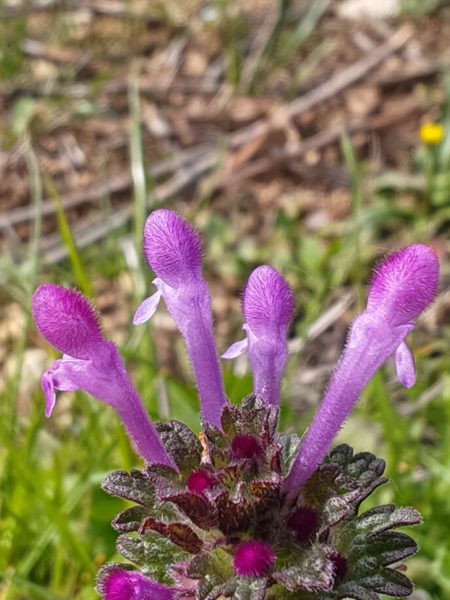 Lamier amplexicaule