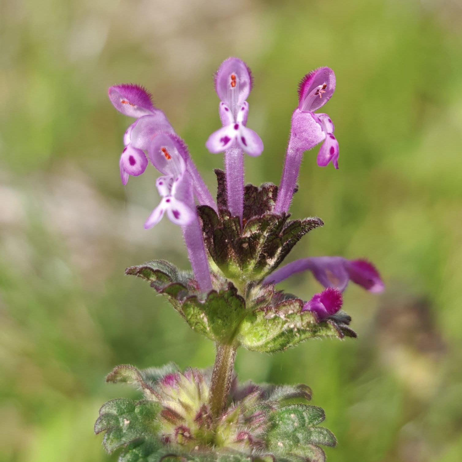 Lamier amplexicaule regroupées en verticilles
