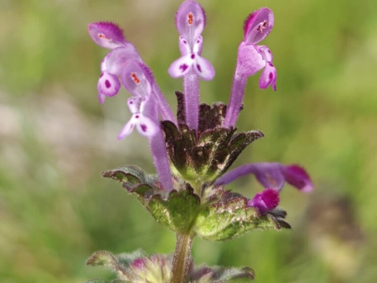 Lamier amplexicaule