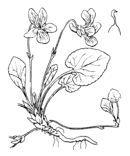 Flore de Coste - Viola odorata