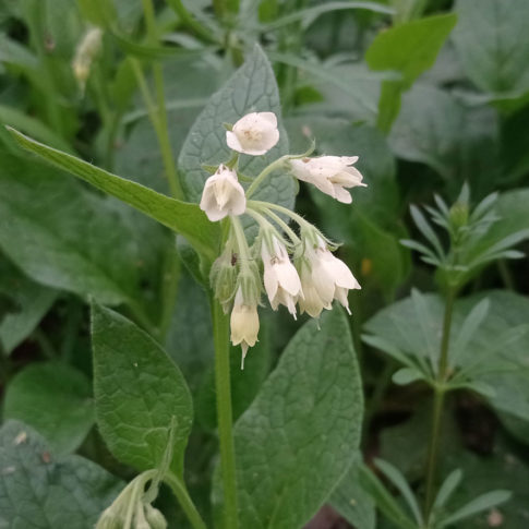 Fleurs de consoude tubéreuse