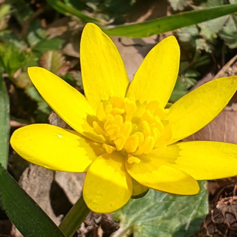 Fleurs de la ficaire