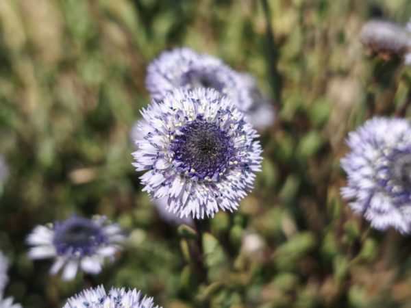 Globulaire buissonnante