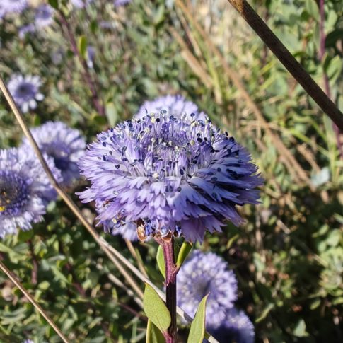 Inflorescence de la globulaire