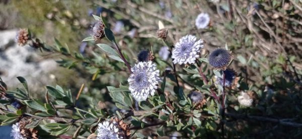 Globulaire buissonnante