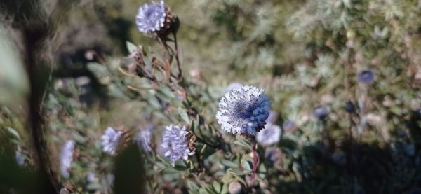 Globulaire buissonnante