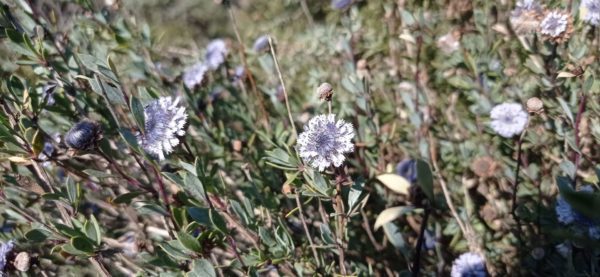 Globulaire buissonnante