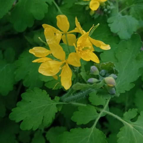 Fleurs de grande chelidoine