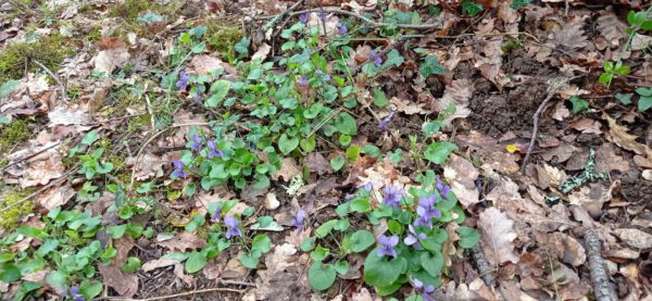 Violette odorante