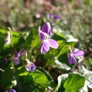 violette-odorante - fleurs