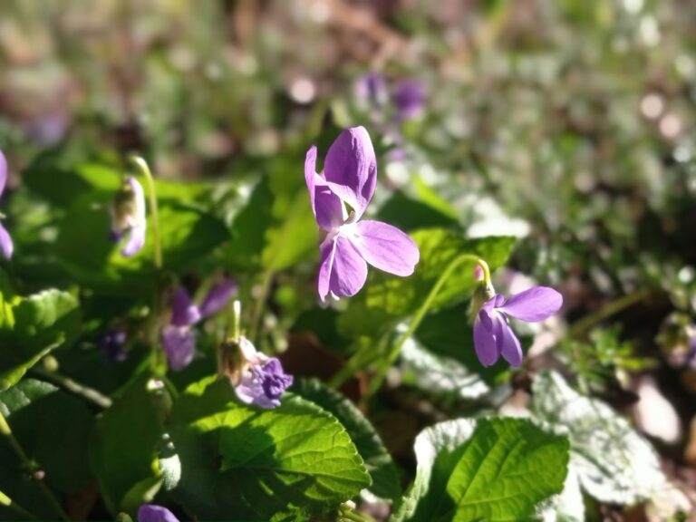 Violette odorante